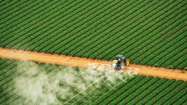 Best Pest Removal Services  in Clear Lake, IA