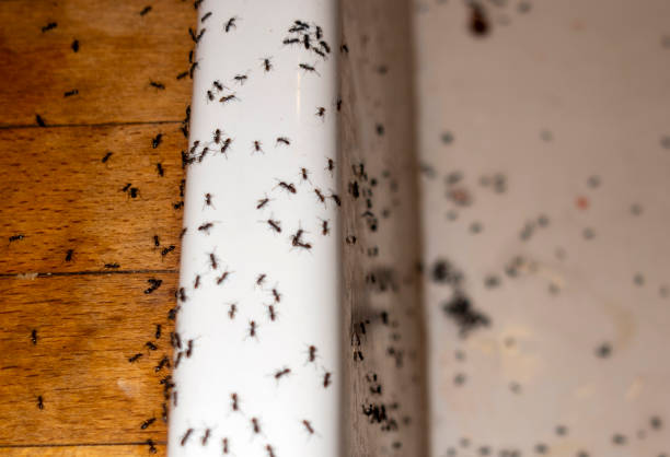 Best Pest Control Treatment  in Clear Lake, IA