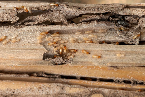 Best Termite Control Services  in Clear Lake, IA